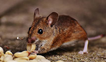 24 Hour & Emergency Exterminators in Mulberry, AR